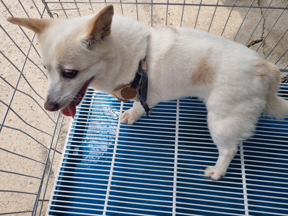 양산시 동물보호센터_448538202400522